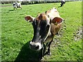 Dairy herd at Steel Heath