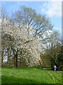 Beautiful trees in Pendeford Park, Wolverhampton