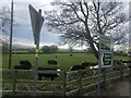 Cattle at a corner