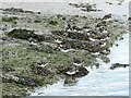 SU5302 : Turnstones on the mud in Hillhead Harbour by Oliver Dixon