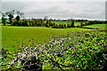 Thorn hedge blossoms, Killadroy