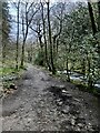 Track approaching Pithill Wood