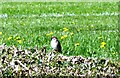 SD6434 : Tree Sparrow on a hedge by philandju