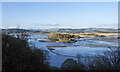 Wooded end of peninsula at Crinan Ferry