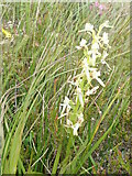 NH1097 : Lesser Butterfly Orchid (Plantanthera bifolia) by Eirian Evans