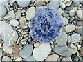 Blue jellyfish stranded on Ardmair beach (Cyanea lamarckii)