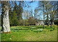 NS3378 : Daffodils, Geilston Garden by Richard Sutcliffe