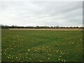 ST3661 : Field near Locking Moor Road  by Sofia 