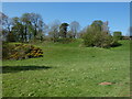 Motte and Bailey at Ellesmere