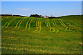 Tracks in a field, Seskinore