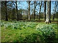 NS5656 : Woodland edge daffodils by Richard Sutcliffe