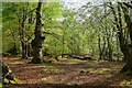 TQ4298 : Spring in Great Monk Wood, Epping Forest by Roger Jones