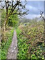 Muddy and slippery path