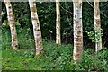 Thornham Walks: A small area planted with silver birches