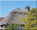 The fox on Fox Cottage, Salwarpe