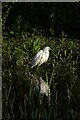 Little egret in Osbaldwick Beck