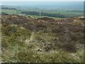 Park Gill Wood, from Ramshaw