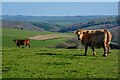 North Molton : grassy field and cows