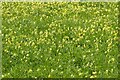 Cowslips in flower