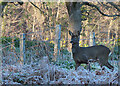 NJ3150 : Roe Deer by Anne Burgess