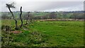 Footpath from Baggarah to Nook beside old hedgerow