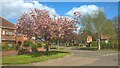 TF1900 : Cherry tree in blossom on Sallows Road, Peterborough by Paul Bryan