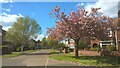TF1900 : Cherry tree in blossom on Sallows Road, Peterborough by Paul Bryan