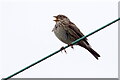 Corn Bunting (Emberiza calandra), Churchtown Moss