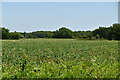 Field of Legumes