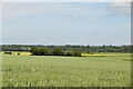 Wheat field