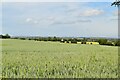 Wheat field