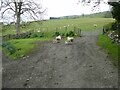 Ewes with new born lambs at Llanarmon-Mynydd-Mawr