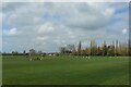 Cricket match, Knighton Park