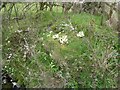 Primroses beside the stream