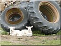 Twin lambs shelter beside some tractor wheels