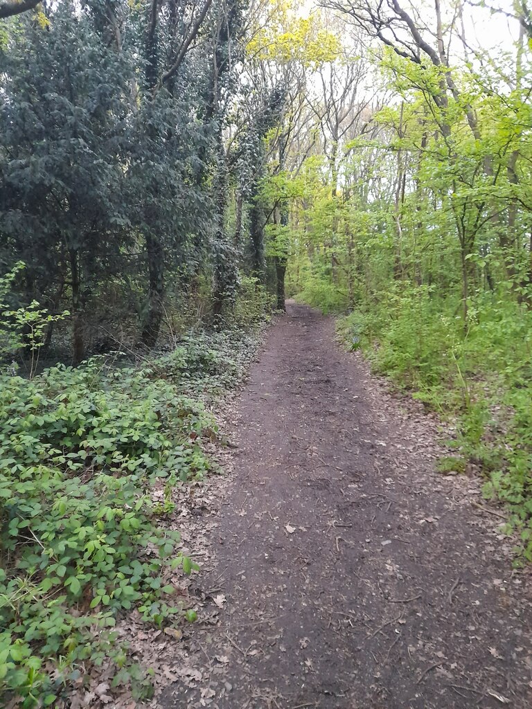 Woodland area in Woodfield Park,... © David Howard :: Geograph Britain ...