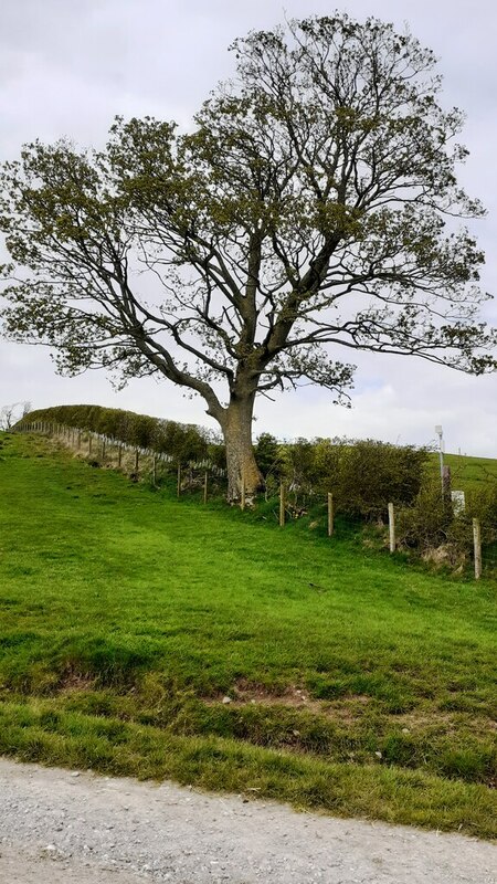 Tree in hedge/fence line on NE side of... © Luke Shaw :: Geograph ...