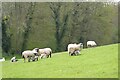 SO7951 : Ewes and lambs by Philip Halling