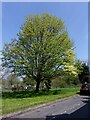 Signs of spring in Frome Terrace