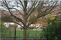 SO5113 : Tree by Dixton Road, Monmouth by David Howard