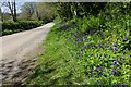 Bluebells along the side of the road