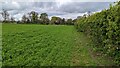 Footpath to the north of the hedge