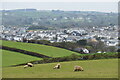 Sheep on Efford Down with Bude beyond