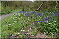 Bluebells in the Valency valley