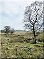 NY4032 : Moorland adjacent to east side of Greystoke Forest by Trevor Littlewood