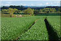 SP6002 : Farmland, Cuddesdon by Andrew Smith