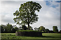 Tree on Platform, Madeley