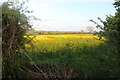 Rape field by Great North Road, Grantham