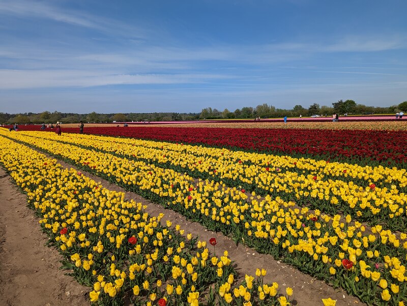 Tulips for Tapping 2023, near... © Richard Humphrey :: Geograph Britain ...