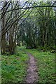 Path in Groton Wood